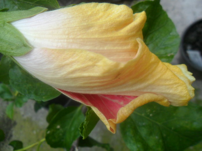 017