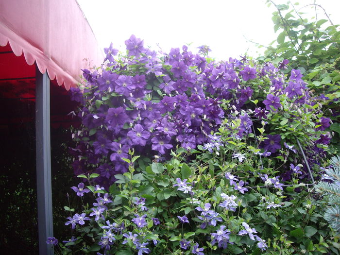 IMGP9811 - CLEMATITE - 2014-2017