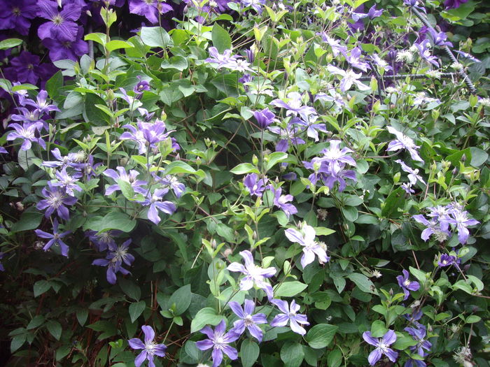 IMGP9812 - CLEMATITE - 2014-2017