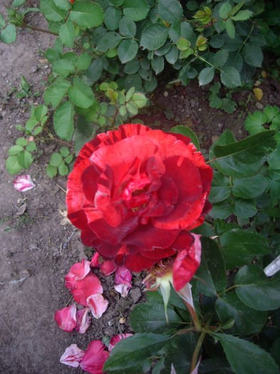 IMGP9790