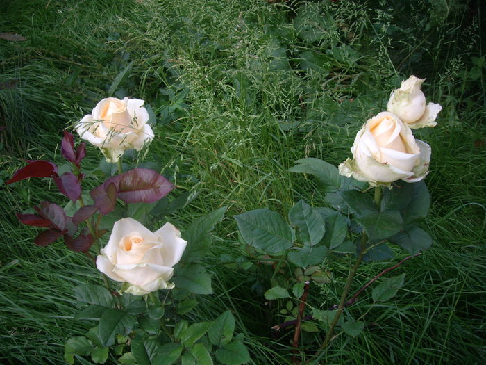 IMGP9748