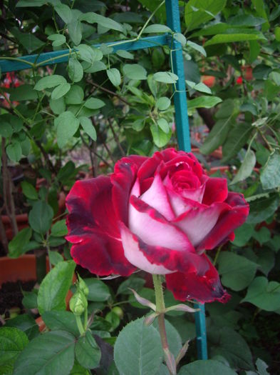 IMGP9754