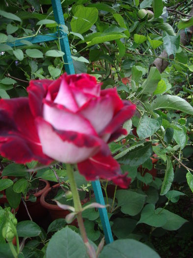 IMGP9755