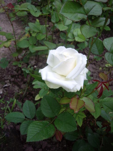 IMGP9756