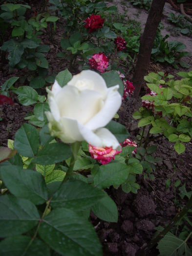 IMGP9757