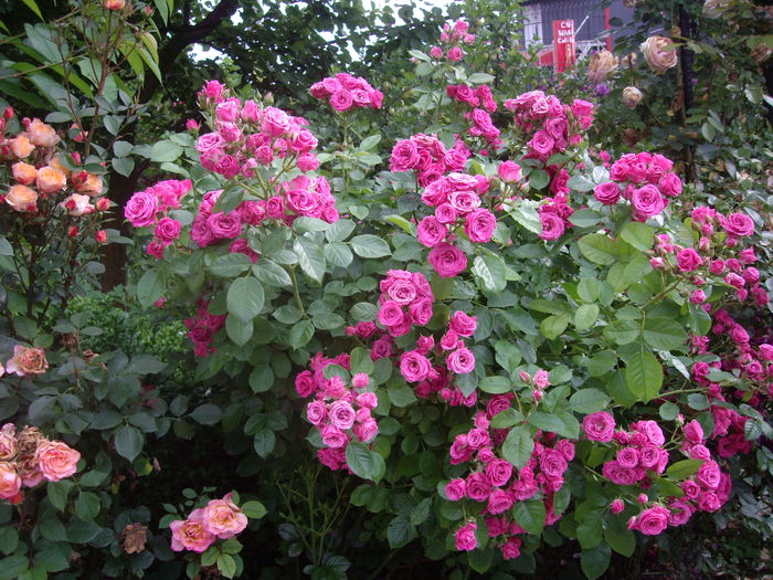 IMGP9758
