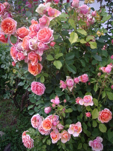 IMGP9762