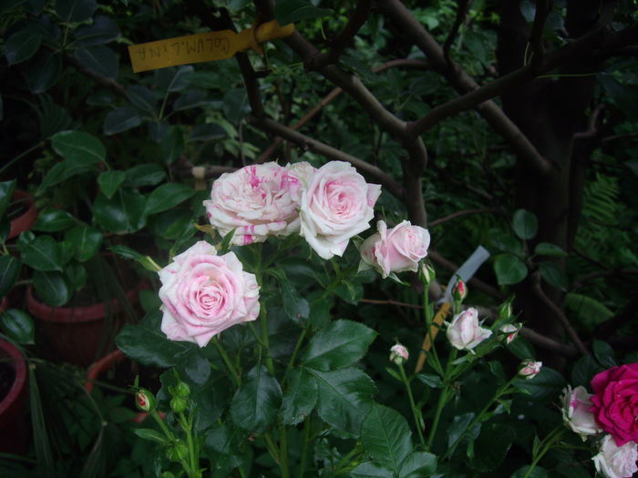 miniatura - flori si trandafiri -2016