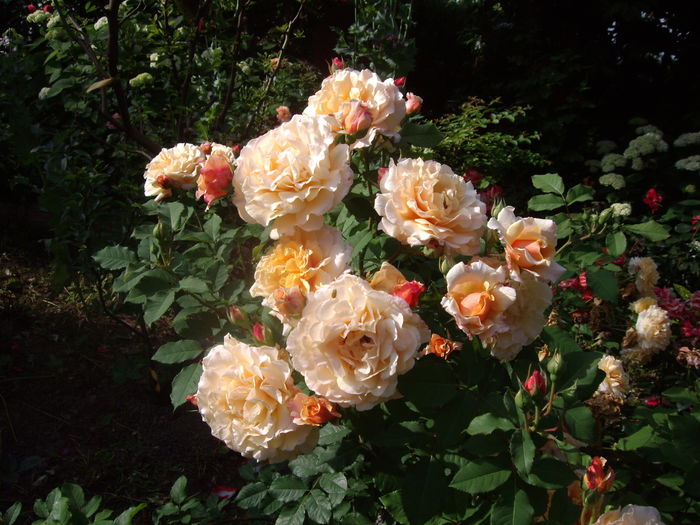 IMGP9779 - flori si trandafiri -2016