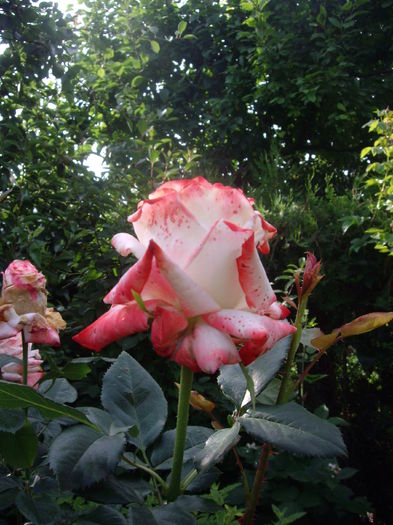 IMGP9783 - flori si trandafiri -2016
