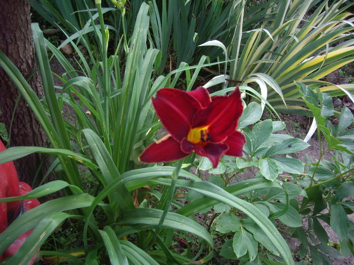 IMGP9784 - flori si trandafiri -2016