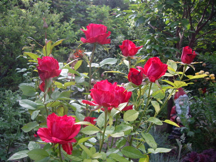Red Intuition - flori si trandafiri -2016