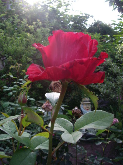 IMGP9786 - flori si trandafiri -2016