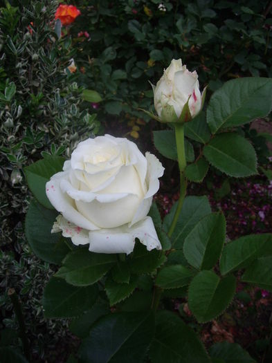 IMGP9787 - flori si trandafiri -2016