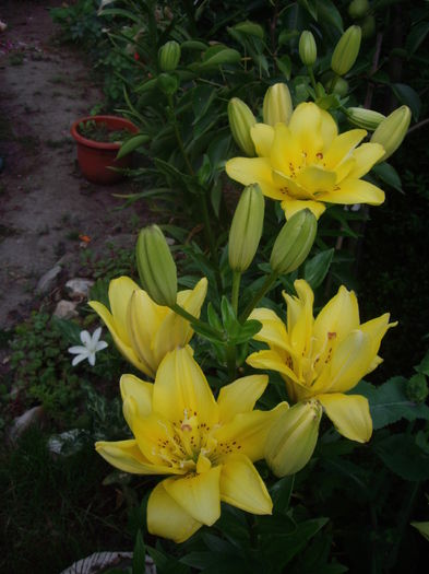 IMGP9792 - flori si trandafiri -2016