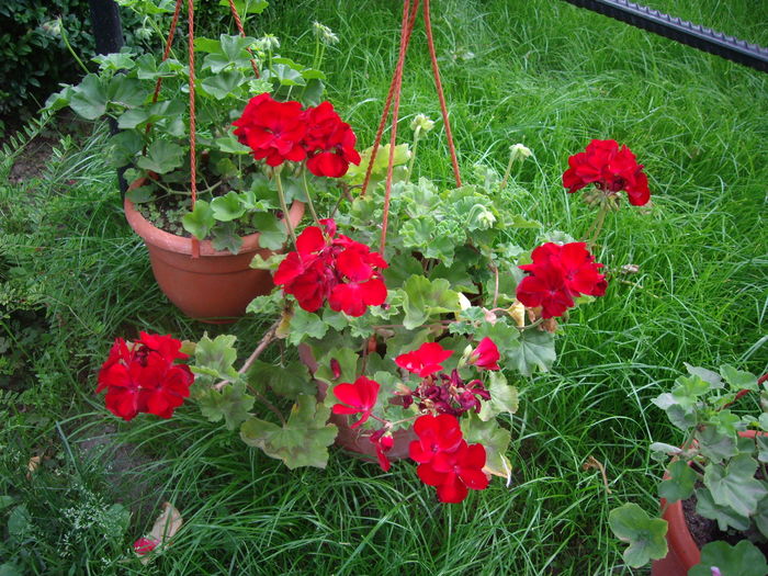 IMGP9795 - flori si trandafiri -2016