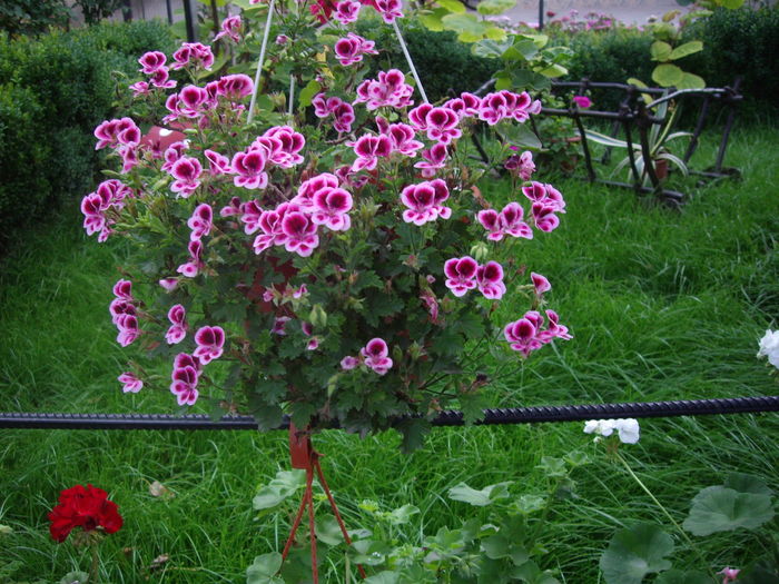 IMGP9796 - flori si trandafiri -2016