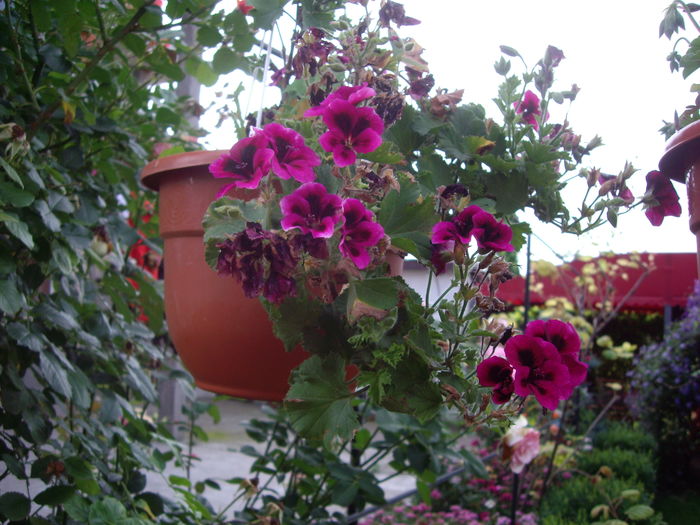 IMGP9802 - flori si trandafiri -2016