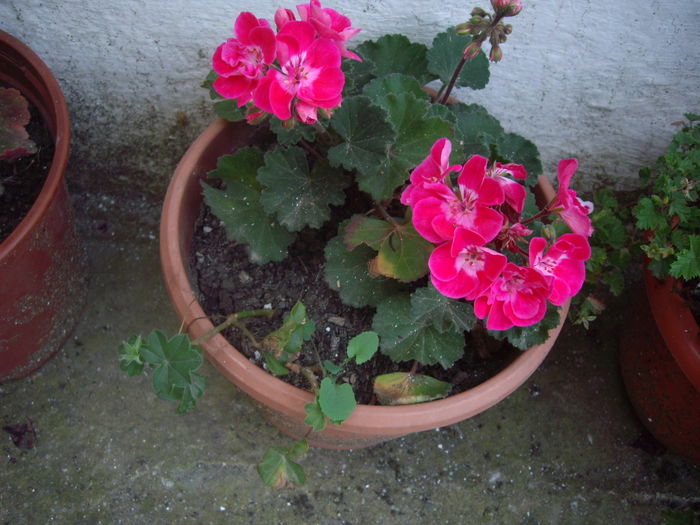 IMGP9806 - flori si trandafiri -2016