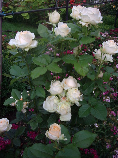 IMGP9808