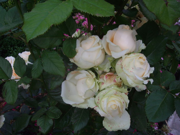 IMGP9810