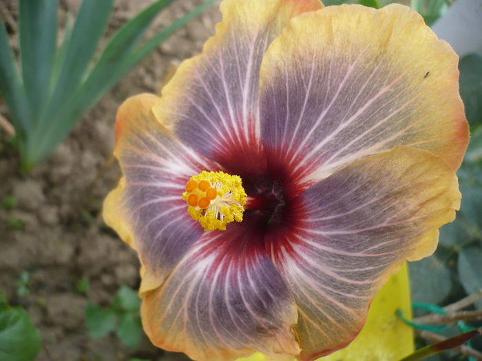 12.06.2016 - HIBISCUSI 2016-2