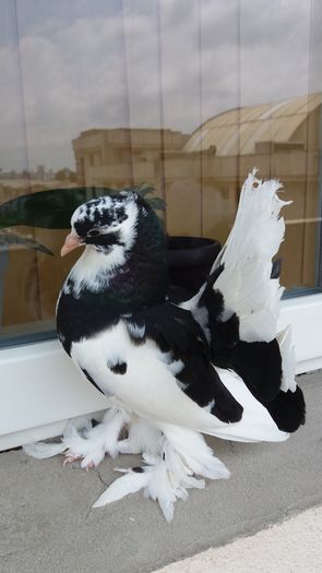Vandut