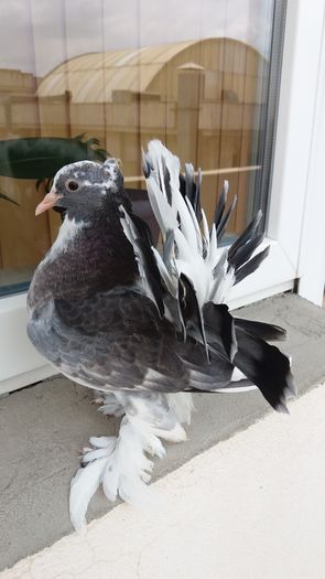 Vandut