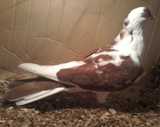 Părinții joc pe 3 părți morisca