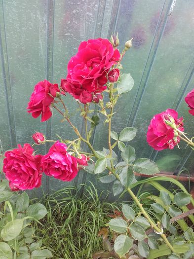 20160612_131328 - Trandafiri 2016