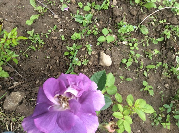 image - plante de gradina