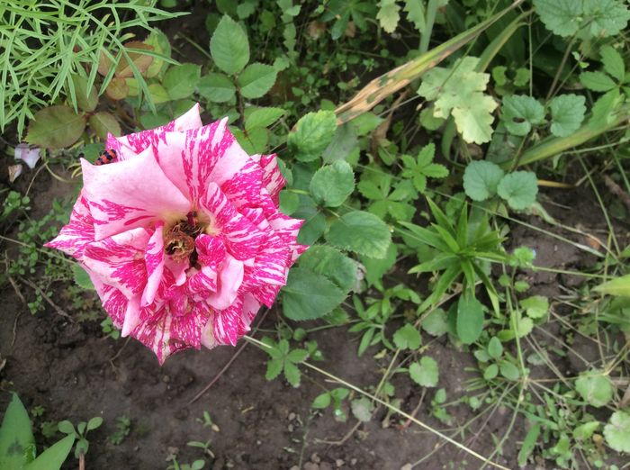 image - plante de gradina