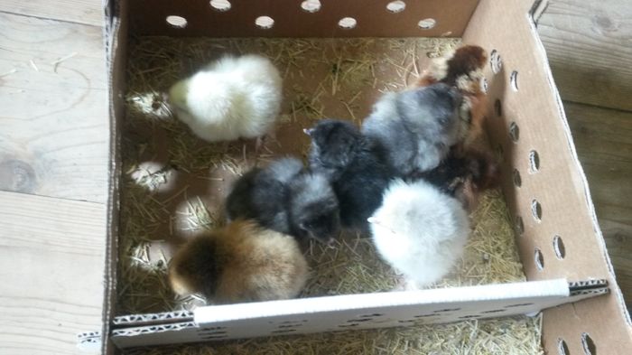 20160612; Ultima serie. Gata pe 2016. La gramada, brahma, wyandotte si faverolles. Brahma sunt din pasarile mele, amestecate pe culori.
