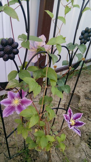IMG_20160608_173244 - Clematis