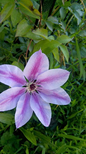 IMG_20160608_173219 - Clematis