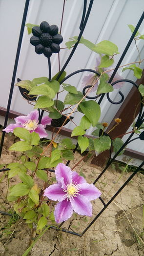 IMG_20160610_180634 - Clematis