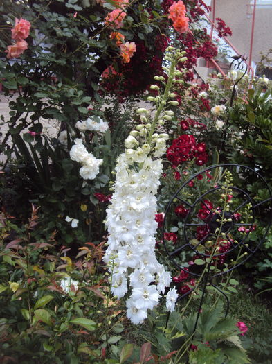 DSC03430