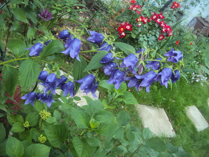 Campanula Sarastro - Phlox si alte perene