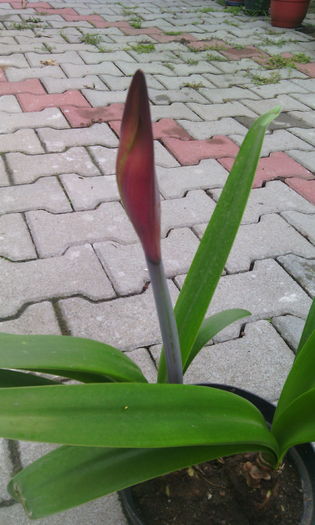 surprize,surprize - Amarilisii mei