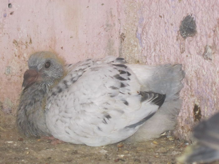 fiica SEIK! - pui 2016