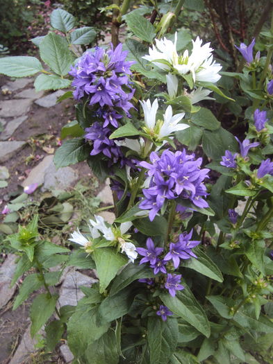 Campanula Glomerata - Phlox si alte perene