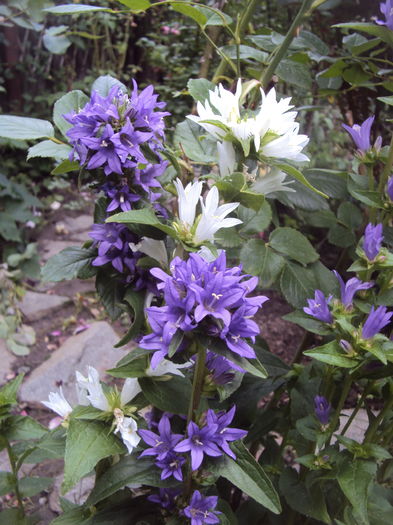 Campanula Glomerata - Campanula