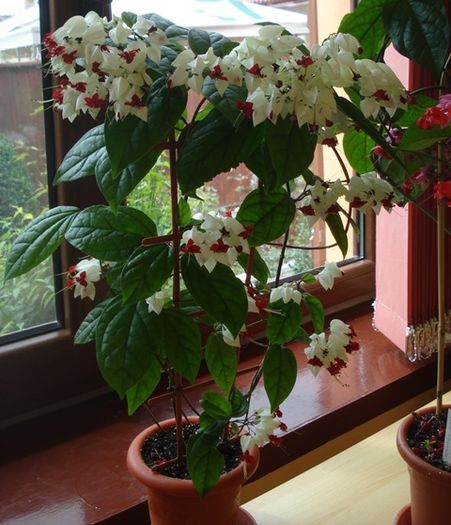 in declin (1) - clerodendron thomsoniae