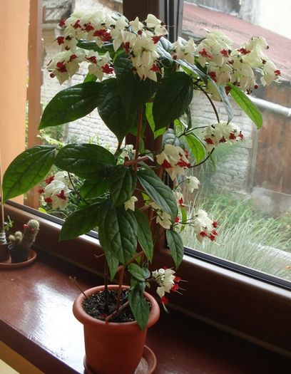 in declin (2) - clerodendron thomsoniae