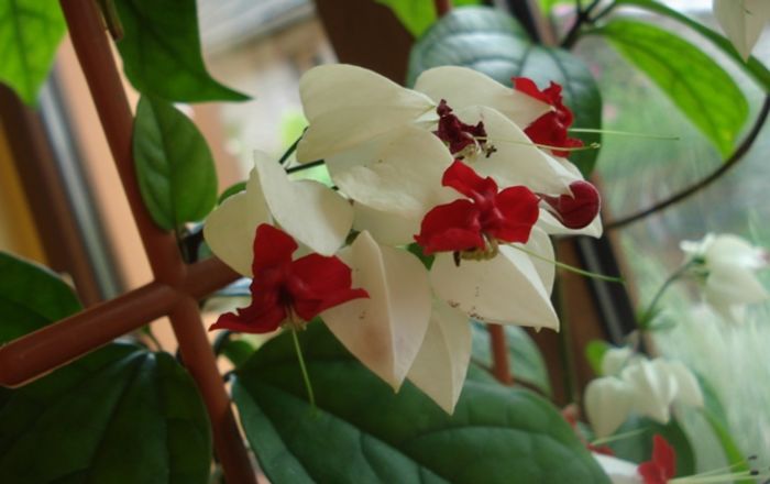 in declin (3) - clerodendron thomsoniae