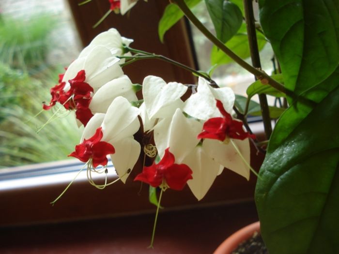 in declin (4) - clerodendron thomsoniae