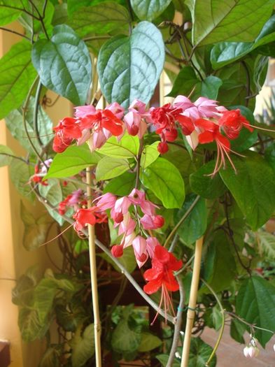 in zbor (2) - clerodendron speciosum - splendens