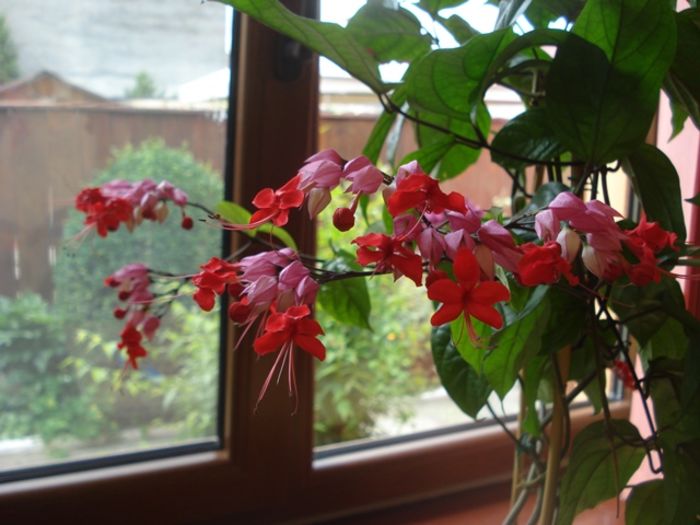 in zbor (4) - clerodendron speciosum - splendens