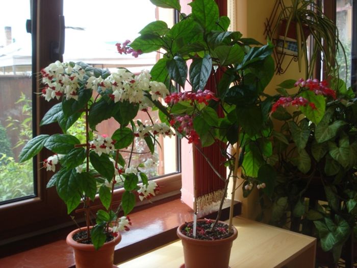 in zbor (5) - clerodendron speciosum - splendens