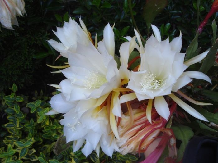 in iunie (14) - epiphyllum